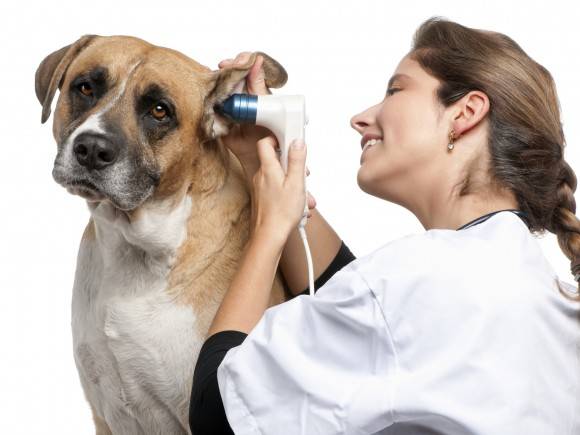 Šunų ausų priežiūra