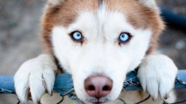 gražios akys šuniui