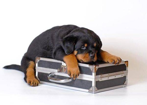 šuo ir lagaminas