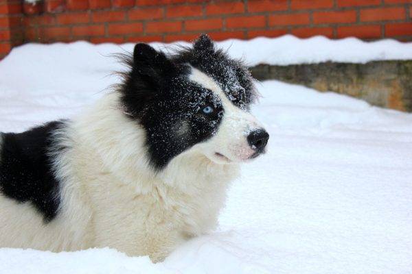 Yakut husky sniege