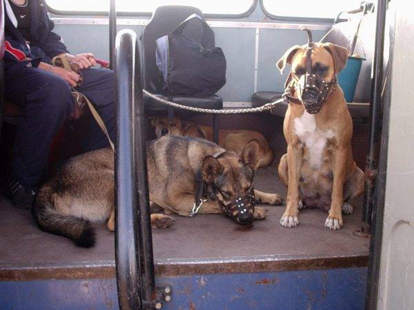 Transportavimo šunys viešuoju transportu