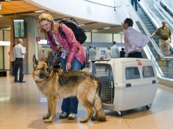 Šuns gabenimas oro transportu užsienyje