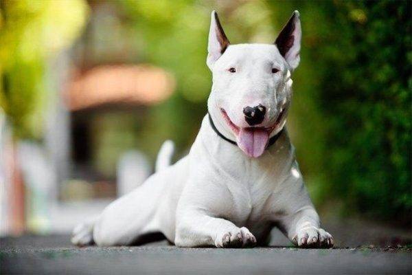 „White Bull Terrier“
