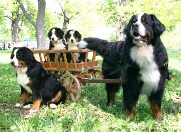 Berno kalnų šunų šeima