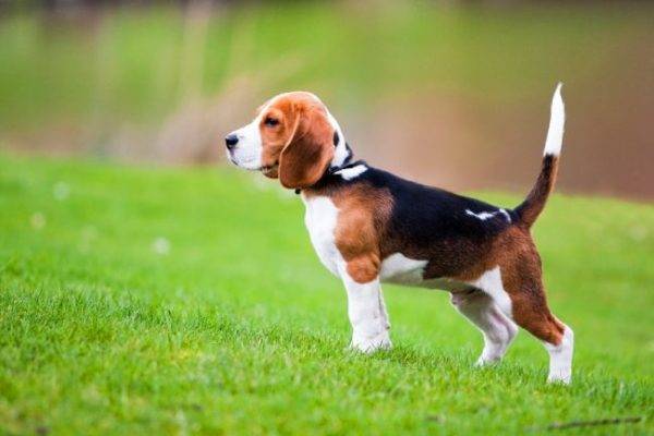 Beagle šuo