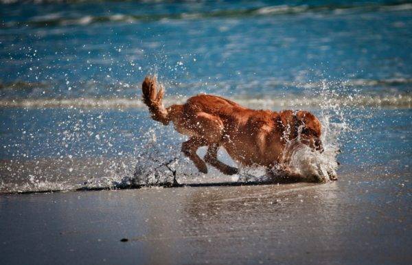 mažas šuo vandenyje