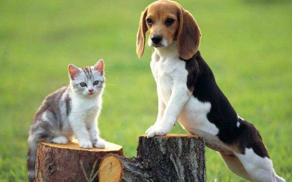 Beagle ir katė