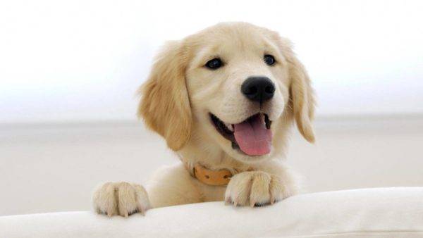 laimingas šuo