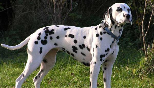Dalmatijos šunų veislė