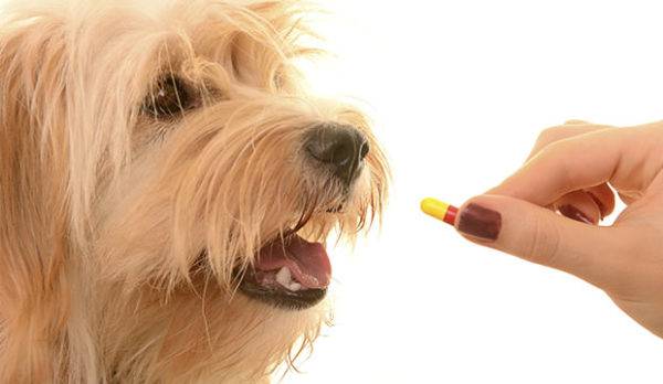 Antibiotikai šunims su pneumonija