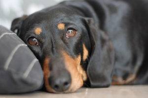 Avitaminozė šunų simptomai