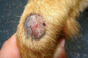 Šunų grybelis arba dermaphytosis