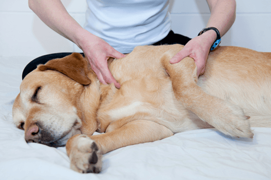 Masažo šuo su pneumonija