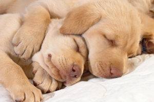Kiek šunų miegoti per dieną