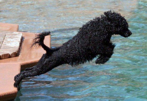Portugalijos vandens šuo šokinėja į vandenį