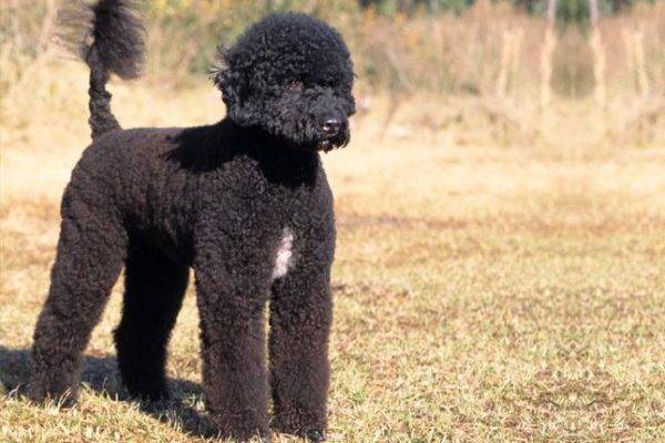 Portugalijos vandens šuo juoda ir balta