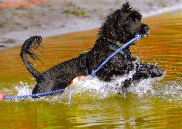 Portugalijos vandens šuo vandenyje