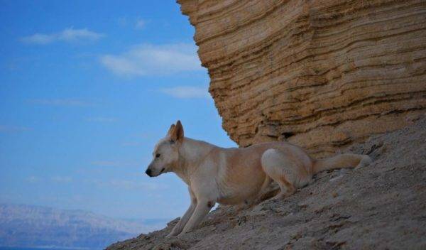 Kanaano šuo kalnuose