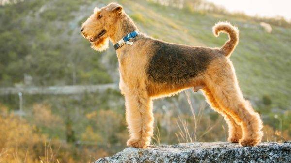 Airedale terjeras