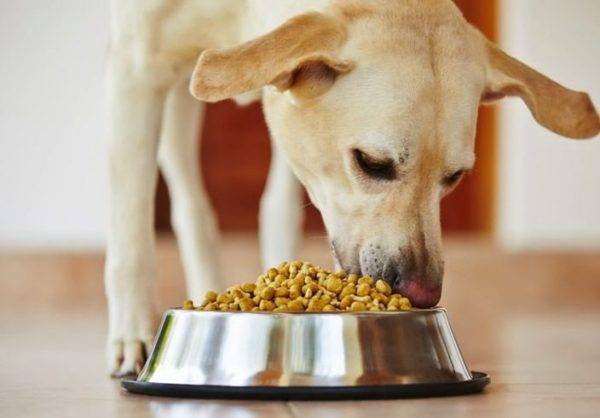 Ar įmanoma ir būtina išmaišyti sausą šunų maistą skaityti straipsnį