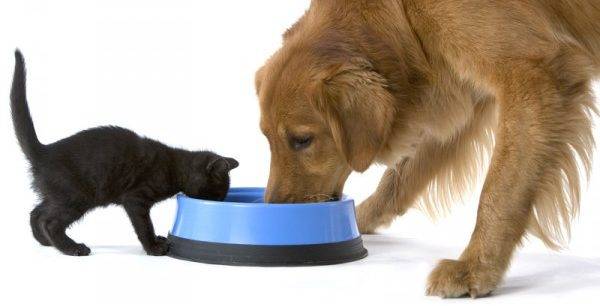 katė ir šuo valgo