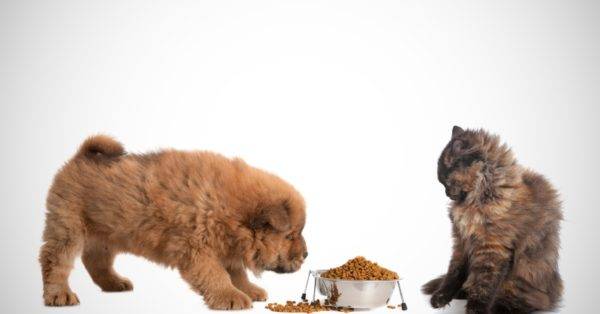 Ar įmanoma šunų maistui perskaityti straipsnį
