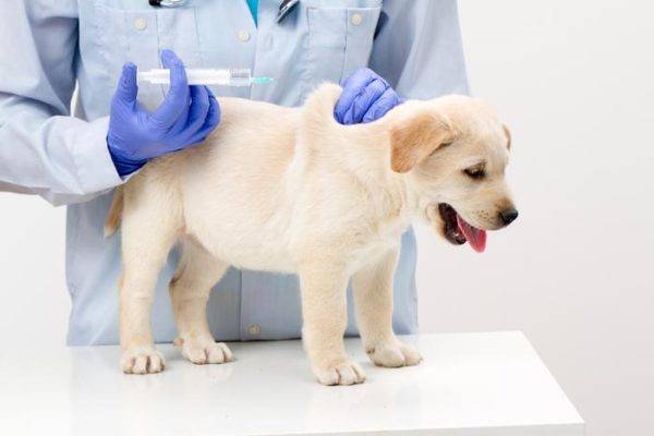 Vakcinacija nuo erkių šunims skaito straipsnį