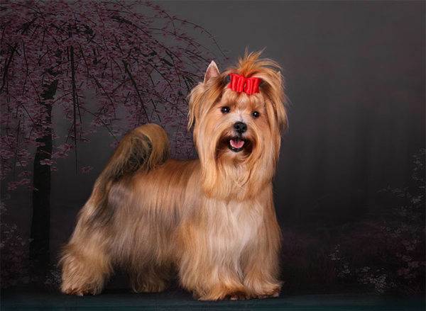 Gražus rusų salono šuo