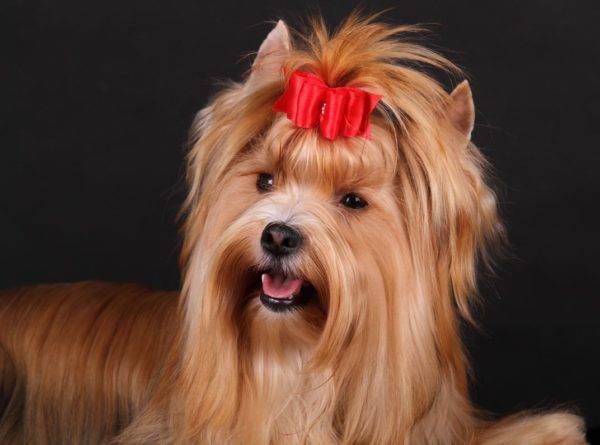 Rusų salono šuo graži nuotrauka