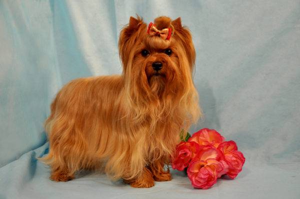 Rusų salono šuo su gėlėmis