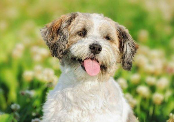 Rusų spalvos apvalus šuo gražiame fone