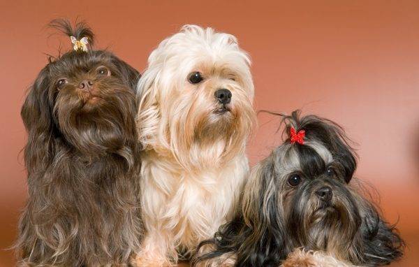 Rusų spalvos trijų šunų šuo