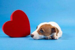 Šunų širdies nepakankamumas